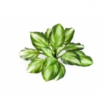Hosta bush groen/geel